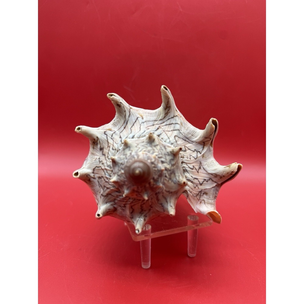 Huge 7" Cymbiola Imperialis The Imperial Volute Sea Shell Philippines w Stand